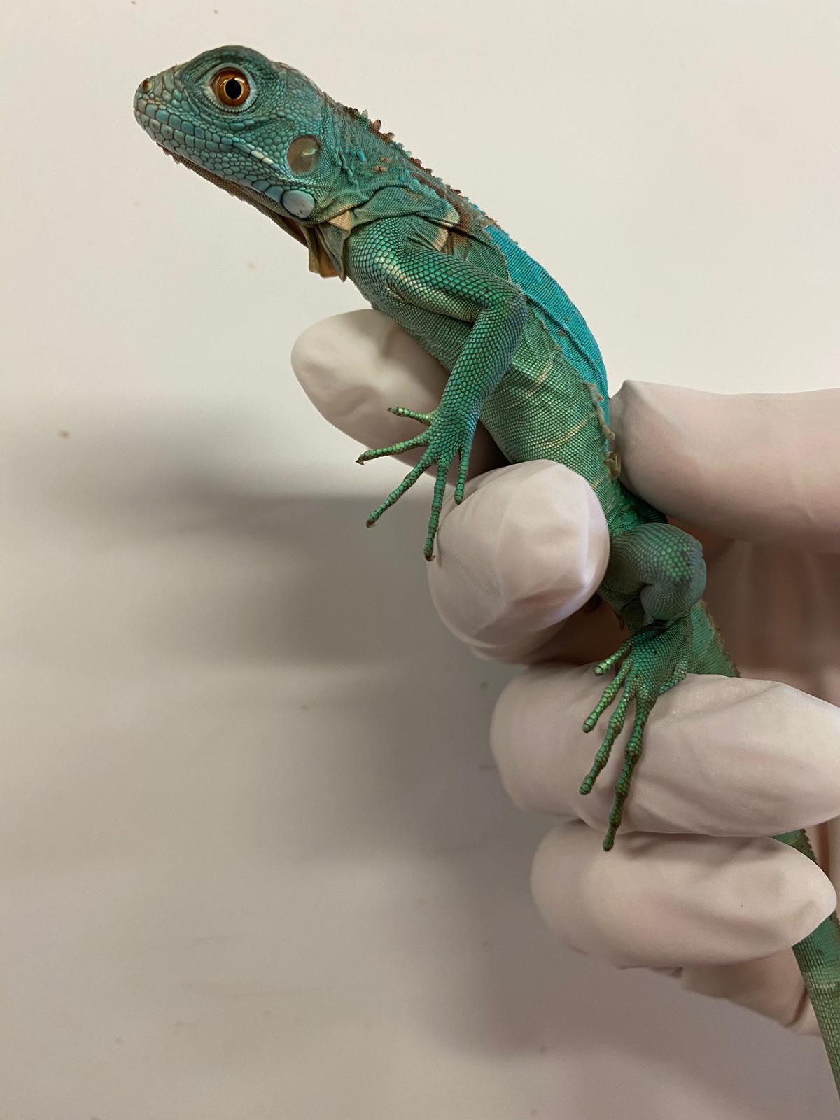 Iguana blu