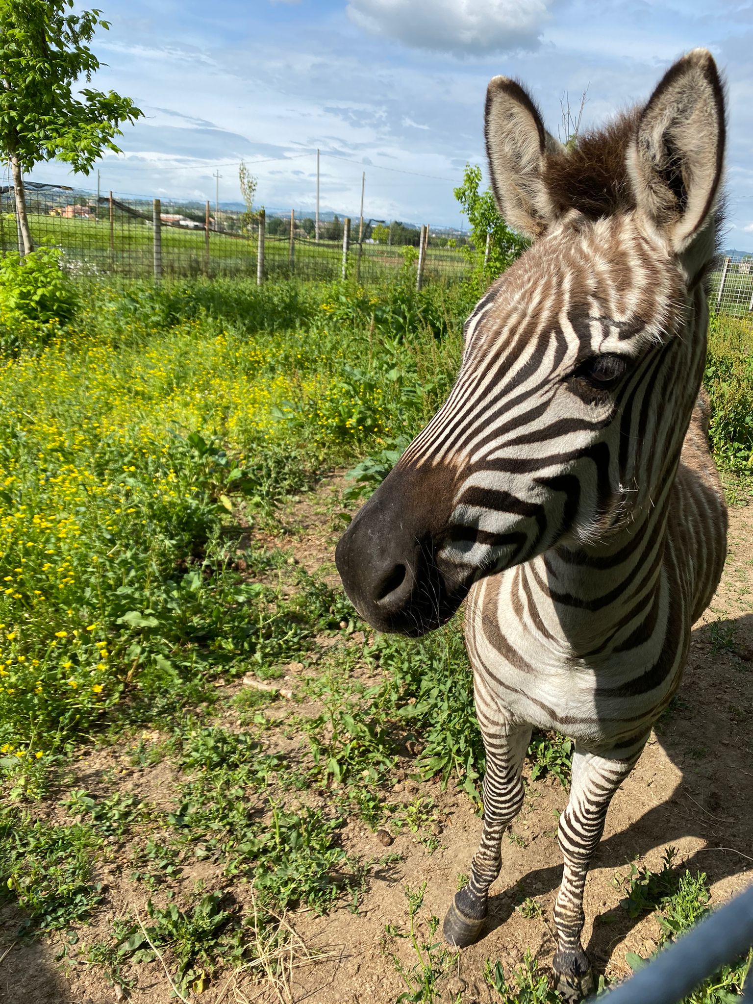 Zebra nel prato